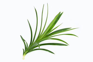 Fresh pandan leaves on white background.