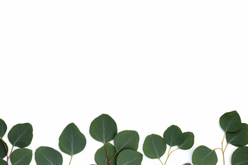 Fototapeta na wymiar Green leaves of eucalyptus on white