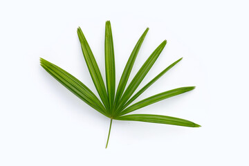 Lady palm leaf on white background.