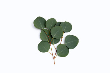 Obraz premium Green leaves of eucalyptus on white