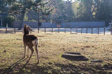 Wild Deer in Nara Park popular travel location in Kansai region of Japan.