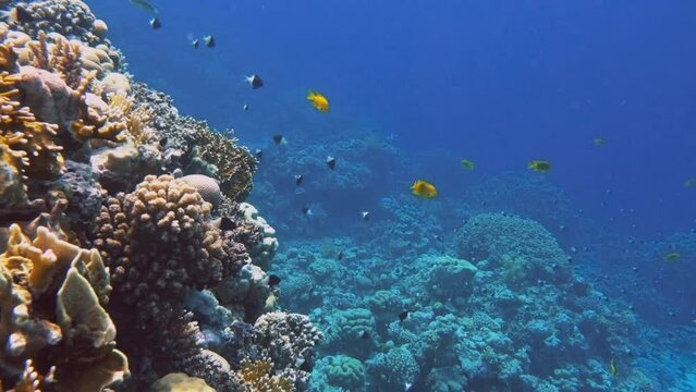 Underwater Colorful Tropical Fishes and Beautiful Corals