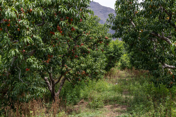 Fototapeta na wymiar Peach orchard full of fruit in swat valley, Pakistan