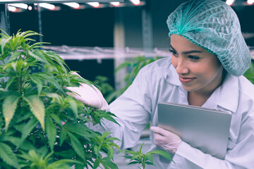 Cannabis Sativa or Cannabis Indica medical plant farming agriculture with scientist working hemp...