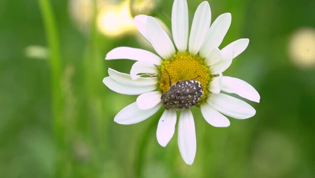 Oxythyrea Funesta On Daisy Flower Gently Swaying With The Wind. - close up