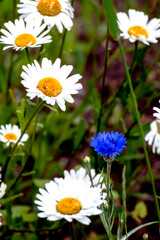 bright blue cornflower flower in the garden