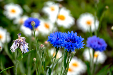 bright blue cornflower flower in the garden