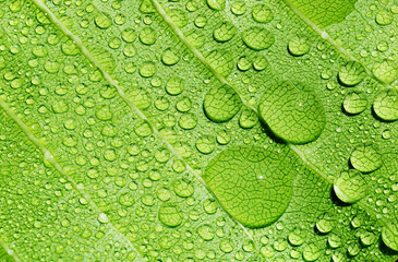 Close up rain drops on green leaf, water and Panorama water and nature background concept