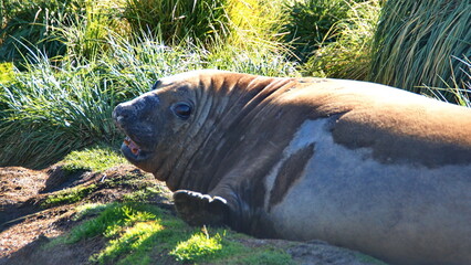 Southern elephant seal (Mirounga leonina) molting in the tussock grass at Jason Harbor, South...