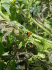 Coccinelle