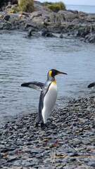Fototapeta premium King penguin (Aptenodytes patagonicus) walking on the beach with its wings extende at Jason Harbor, South Georgia Island