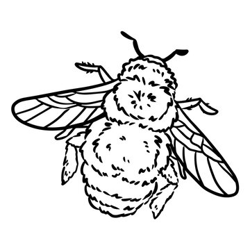 Bumble bee cartoon icon. Fruit outline comic style insect image. Hand drawn isolated lineart illustration for prints, designs, cards. Web, mobile