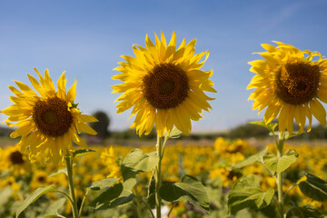 field of sunflowers in the summer