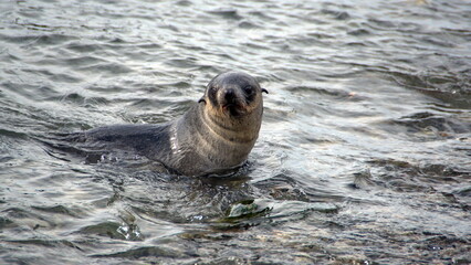 Antarctic fur seal (Arctocephalus gazella) in the water by the beach at Jason Harbor, South Georgia Island