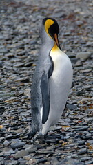 Naklejka premium King penguin (Aptenodytes patagonicus) preening on the beach at Jason Harbor, South Georgia Island