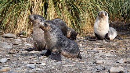 Fototapeta premium Antarctic fur seal (Arctocephalus gazella) pups on the beach in front of tussock grass at Jason Harbor, South Georgia Island