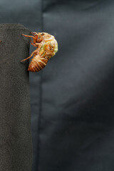 クマゼミの羽化