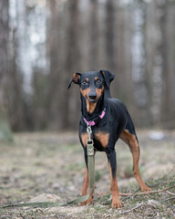 Beautiful thoroughbred German Pinscher on a walk in the park in autumn.