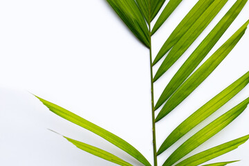 Palm leaf on white background.