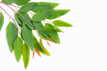 Green leaves of eucalyptus on white