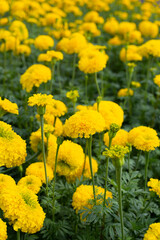 Yellow marigold flower in garden
