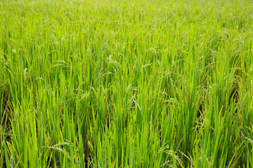 Rice plant in rice field.
