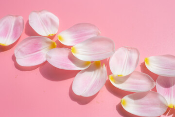 Tulip petals on pink background.