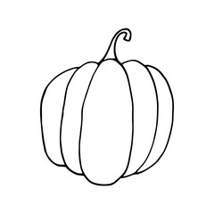 pumpkin hand drawn in doodle style. vegetable in simple line art.