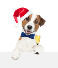 Happy Jack russell terrier puppy wearing red santa hat holds glass of champagne nd looks above ...