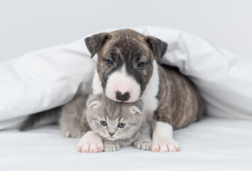 Friendly Miniature Bull Terrier puppy embraces kitten under warm white blanket on a bed at home