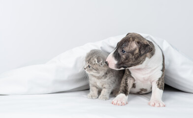 Friendly Miniature Bull Terrier puppy and tiny kitten sit together under warm white blanket on a bed at home and look away on empty space