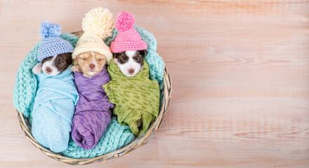 Tiny newborn Biewer Yorkie puppies wrapped like babies, wearing warm hats sleep in a basket. Top down view. Empty space for text