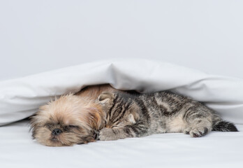 Cozy Brussels Griffon puppy sleeps with tiny kitten under warm blanket on a bed at home