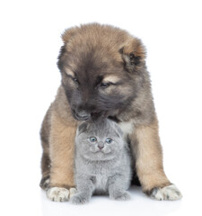 Caucasian shepherd dog puppy hugs cute kitten. isolated on white background