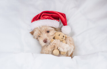 Cute Goldust Yorkshire terrier puppy  wearing red santa hat lying on a bed under white blanket at home and hugging toy bear. Top down view