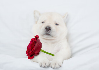 Dreaming Golden retriever puppy holds a red rose  under warm blanket on a bed at home. Top down...