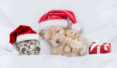 Cute kitten and Goldust Yorkshire terrier puppy  wearing santa hats lying together under a white blanket on a bed at home with toy bear and gift box. Top down view