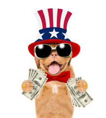 Happy Mastiff puppy wearing like Uncle Sam holds dollars USA. isolated on white background
