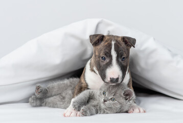 Friendly Miniature Bull Terrier puppy embraces kitten under warm white blanket on a bed at home