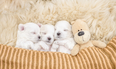 Tiny white lapdog puppies sleep under white blanket on a bed at home with favorite toy bear. Top...