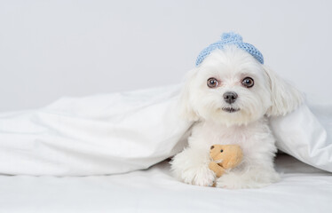 Cute white Maltese puppy wearing warm knitted hat hugs toy bear under white warm blanket on a bed at home. Empty space for text