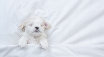 Tiny white Maltese puppy sleeps under warm blanket on a bed at home. Top down view. Empty space for...