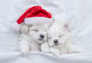 Two maltese puppies wearing santa hat sleep on a bed at home. Top down view
