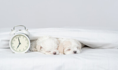 Two cute white Maltese puppies sleep under white warm blanket on a bed at home with alarm clock. Empty space for text