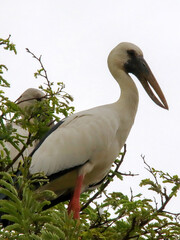 white heron sitting on a tree branch and looking