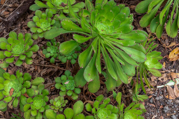 Close up view of a bunch of Aeonium Urbicum Saucer plants; an evergreen perennial succulent in the Crassulaceae family. Fauna of Anaga tropical forest in Afur, Tenerife, Canary Islands, Spain, Europe