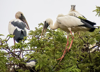 white and black heron sitting on a tree branch and looking