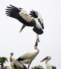 white and black heron flying and watching