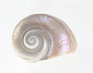 Grandmas favourite Shell