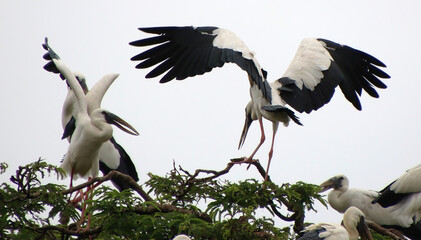 white and black heron flying and watching